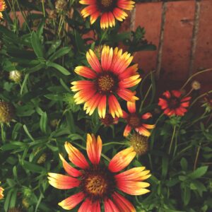 Sun Flower