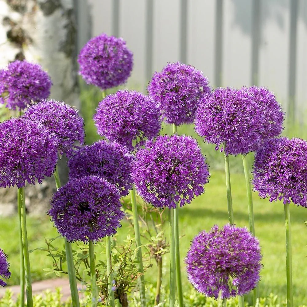 Purple Alliums