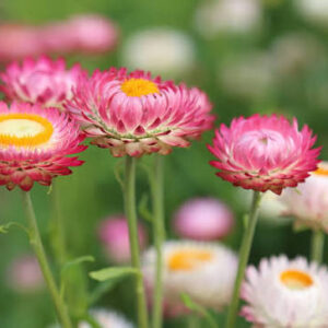 Ever-Lasting Daisy