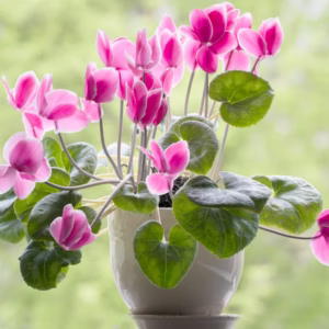 Cyclamen