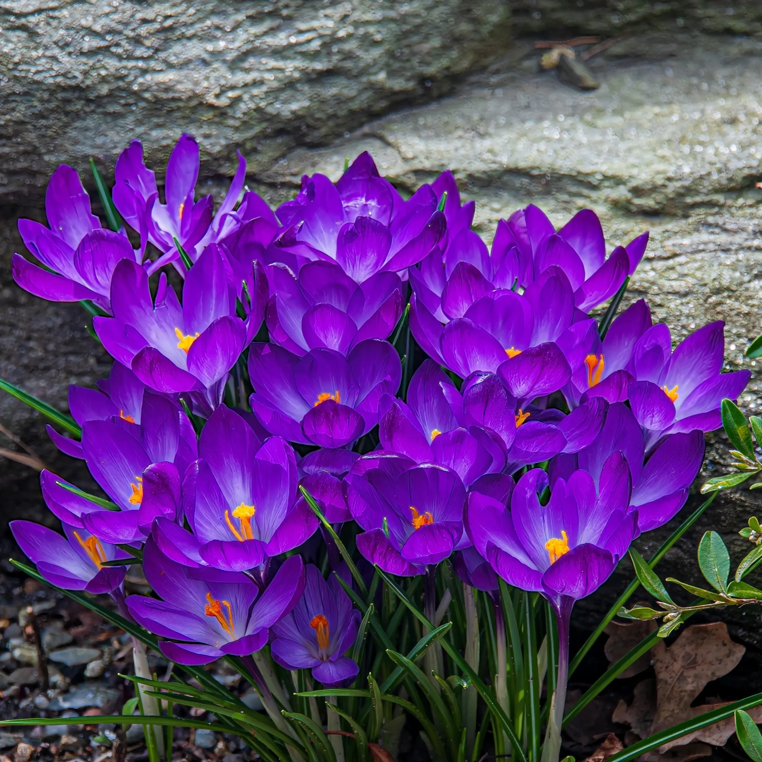 Purple Crocuses