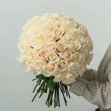 Timeless Ivory